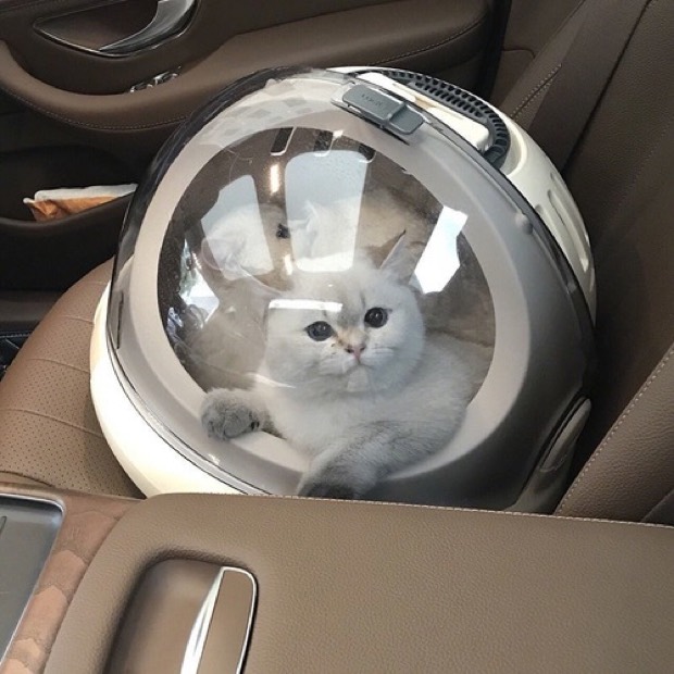 Pet Gadgets